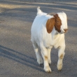 Gift, one of Ida's favorite goats.
