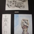 Three skeletal study drawings