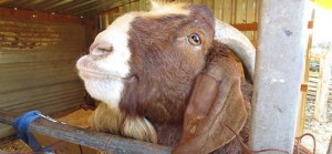 One of Ida's best bucks, Prime.