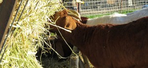 A doe eats at a hay feeder.