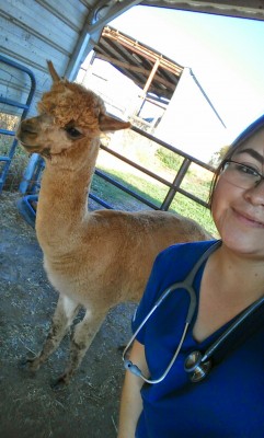 Ana with an alpaca during an examination. (Photo courtesy of Ana Martinez.)