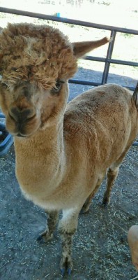 A Yuba College farm alpaca.