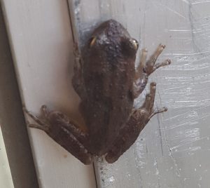 Frog hanging out in the greenhouse.