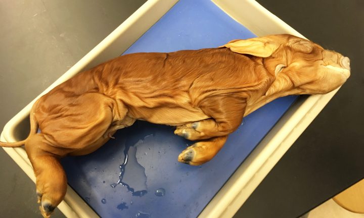 Fetal pig used for dissection in Zoology class.