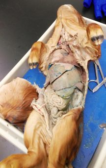 Fetal pig dissected for Zoology class.