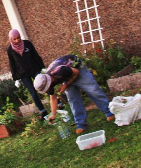 Two individuals working on tomato cloning. 